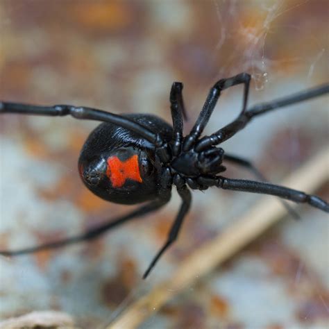 Black Widow Spider