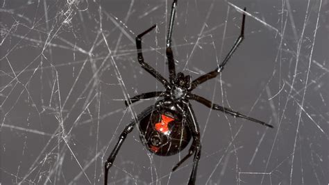 Black Widow Spider Web