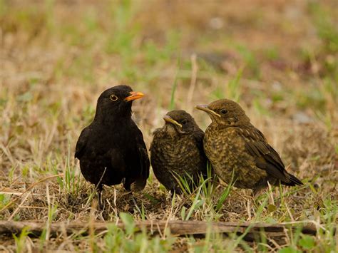 Blackbird chicks