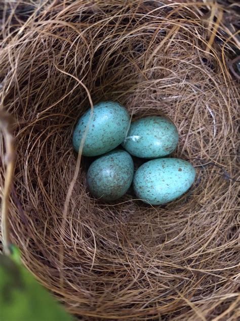 Blackbird eggs