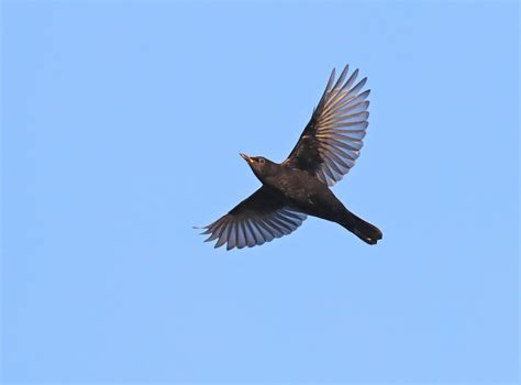 Blackbird in mid-air