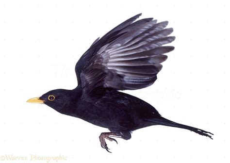 Blackbird in flight