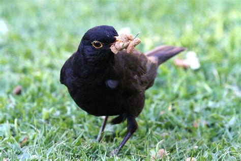 Blackbird eating