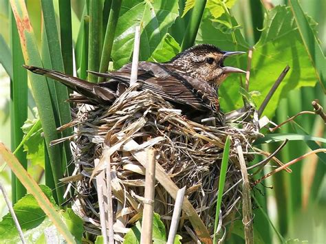 Blackbird nest