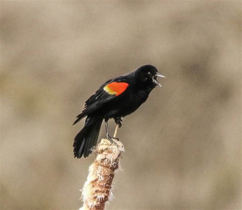 Blackbird defending territory