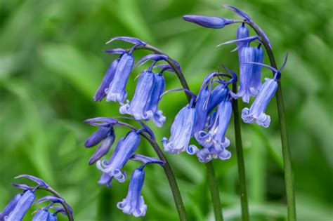 Blue Bells