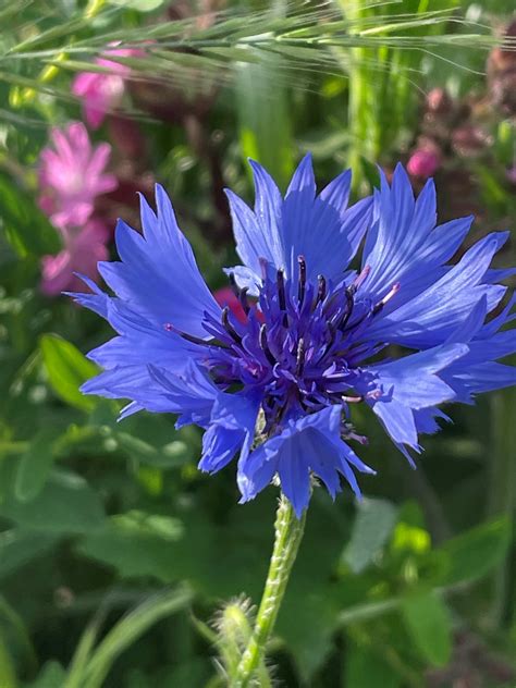 Blue Cornflowers