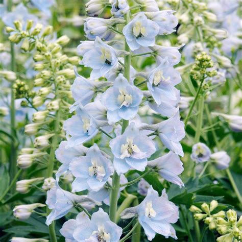 Blue Delphiniums