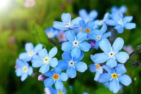 Blue Forget-me-nots