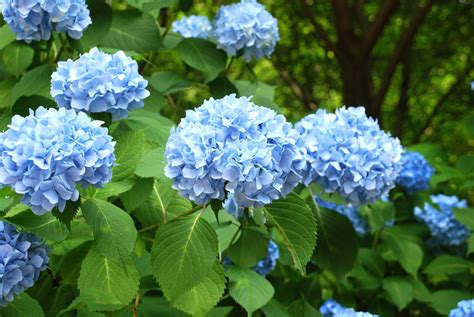 Blue Hydrangeas