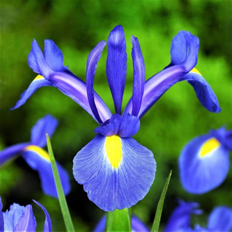 Blue Iris