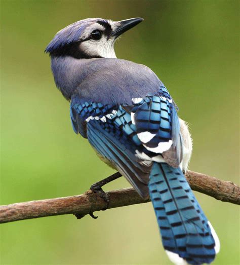 Blue Jay bird image