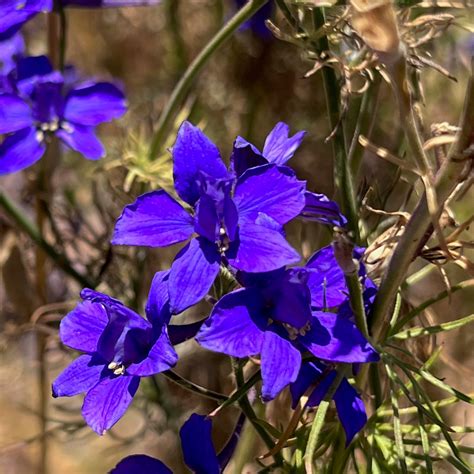 Blue Larkspur