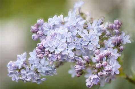 Blue Lilacs