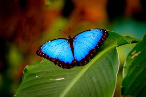 Blue morpho butterfly