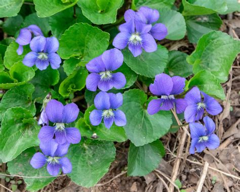 Blue Violets