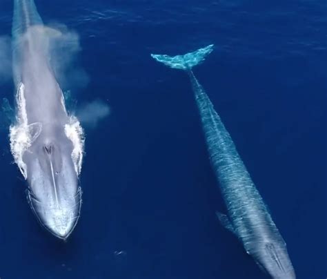 Blue Whale Migration