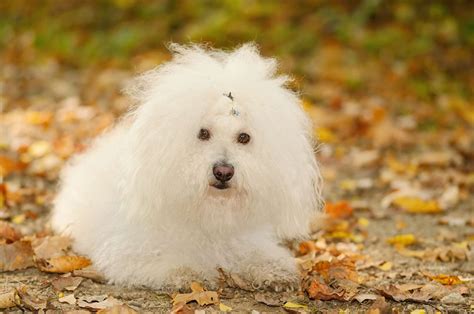 A bolognese dog breed