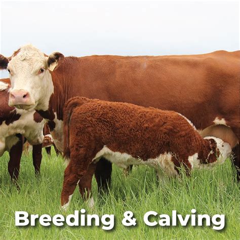 breeding and calving management