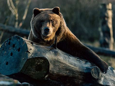 Brown bear in the forest