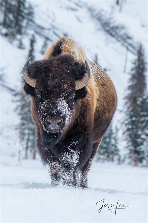 Buffalo Winter