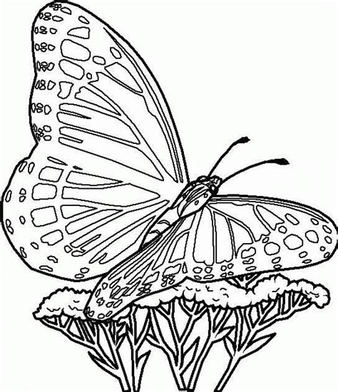 Butterfly coloring page