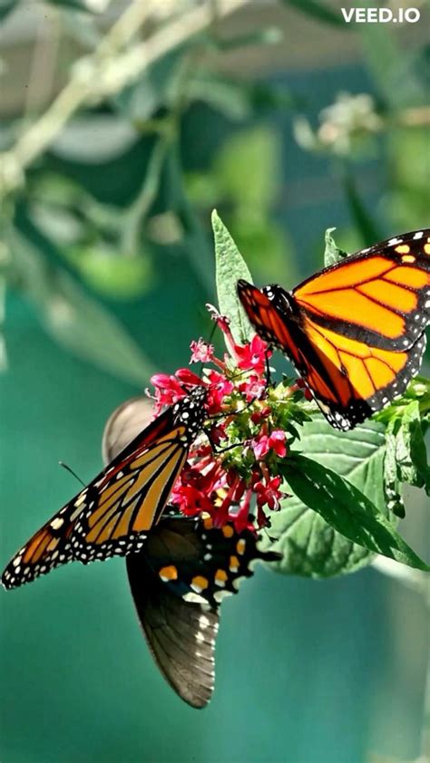 Butterfly conservation and awareness