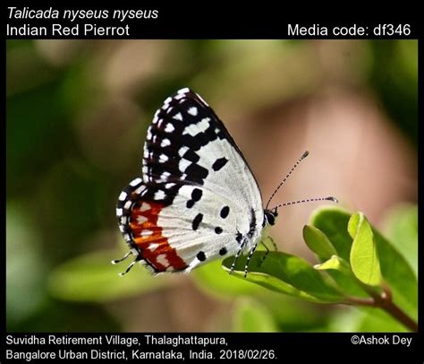 Butterfly Conservation