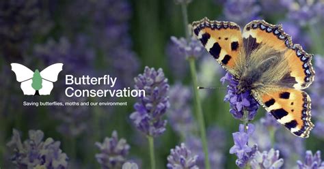 Butterfly conservation