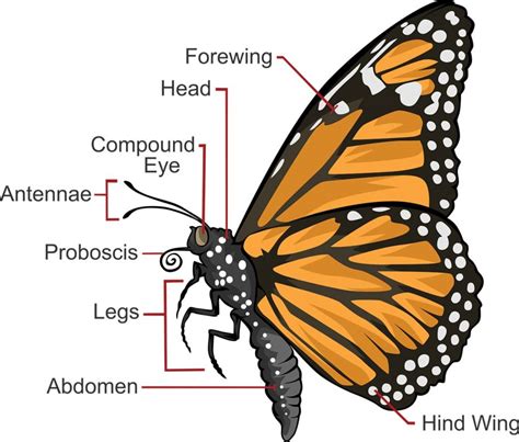 Butterfly diagram