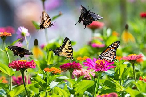 Butterfly garden coloring page