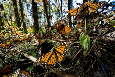 Butterfly habitat coloring page