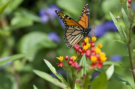 Butterfly habitat picture