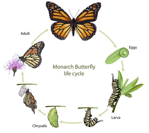 Butterfly life cycle