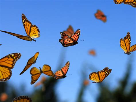 Butterfly migration