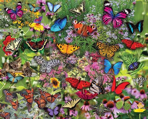 Butterfly puzzle