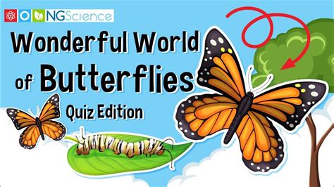 Butterfly quiz