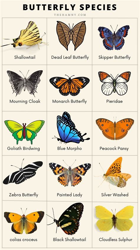 Different species of butterflies