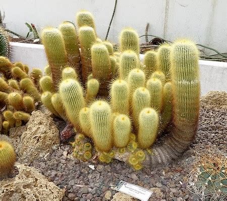 Cactii definition