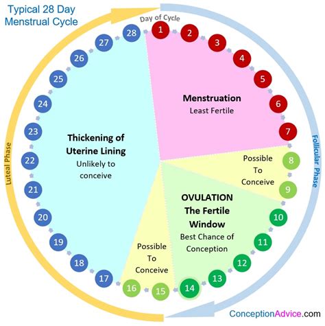 Calendar cycle explanation