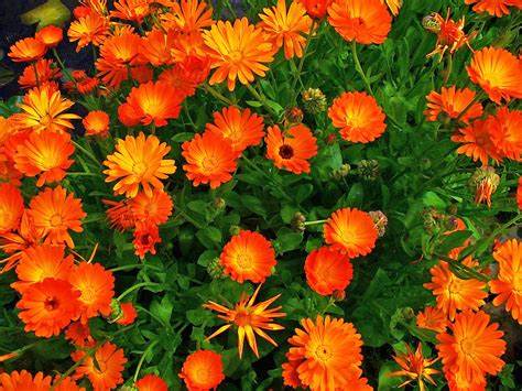 Calendulas