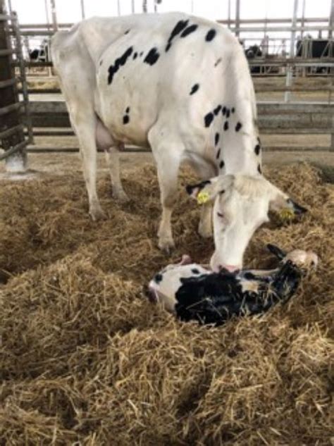 calf care and management