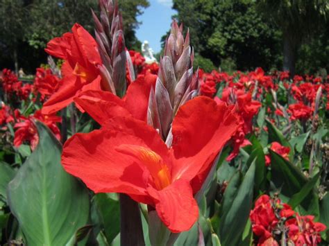 Canna plant in a tropical region