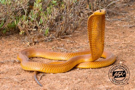 Cape Cobra