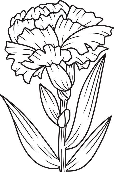 Carnation flower coloring picture