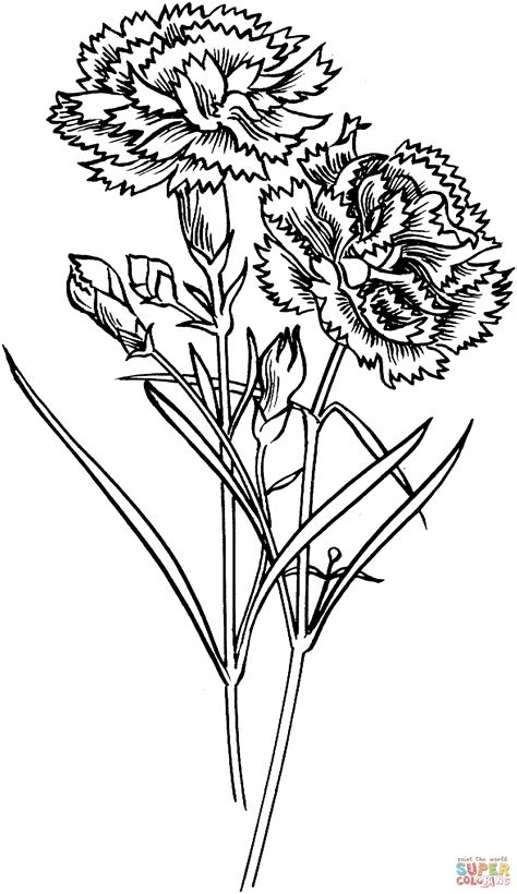 Description of Carnation Printable