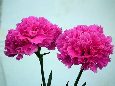 Carnations, the January birth flower