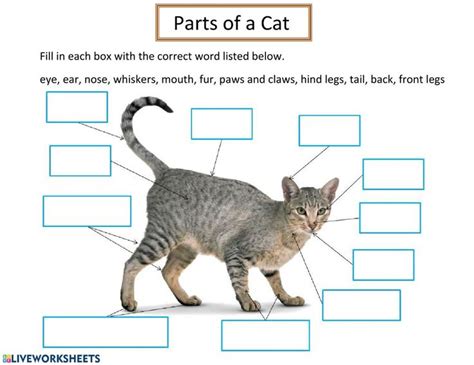 Cat Worksheets Templates