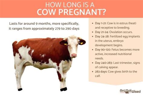 Cattle Gestation Overview