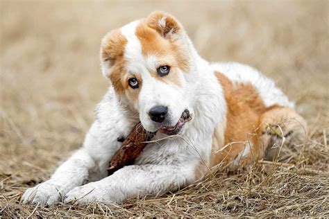 Central Asian Shepherd Dog